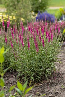 Przetacznik &#39;Rotfuchs&#39; Veronica spicata
