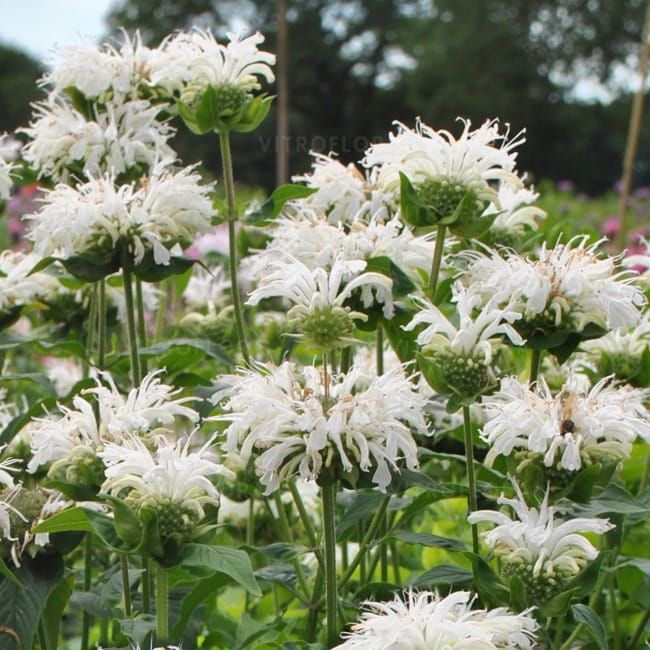 Pysznogłówka 'Bee Bright' Monarda hybrida