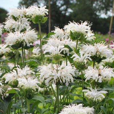 Pysznogłówka &#39;Bee Bright&#39; Monarda hybrida