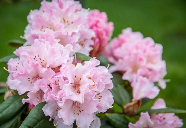 Rododendron Różanecznik &#39;Cheer&#39; Rhododendron