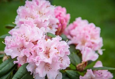 Rododendron Różanecznik &#39;Cheer&#39; Rhododendron