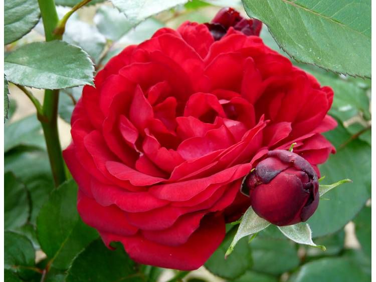 Róża stojąca &#39;Renaissance® Capricia™ Poulren024(N)&#39; Rosa hybrida, Wielkość sadzonki: Wielkość XL+ (5L)