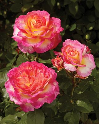 Róża stojąca &#39;Paramount® Gorgeous™  Poulpmt009(N)&#39; Rosa hybrida