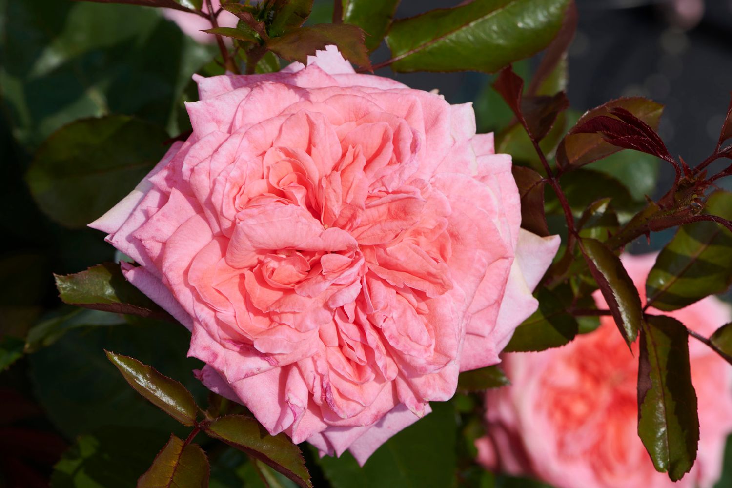 Róża stojąca &#39;Renaissance® Perla™  Poulren039&#39; Rosa hybrida