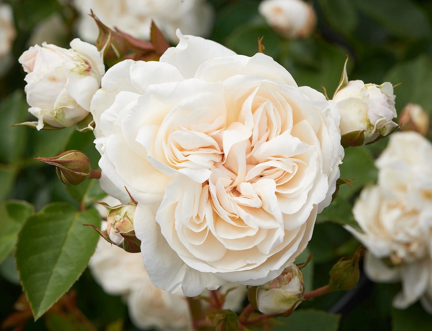 Róża pnąca &#39;Courtyard® Eisa™ Poulcy037(N)&#39; Rosa hybrida