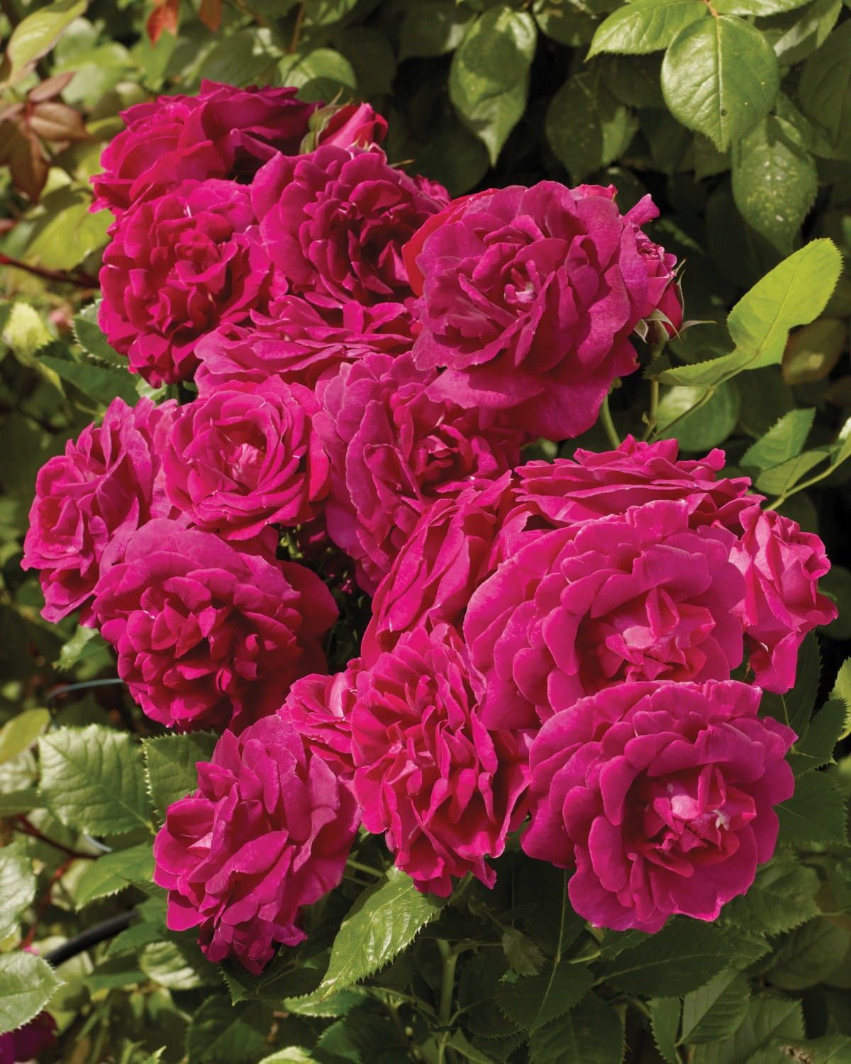 Róża pnąca 'Courtyard® Kolo™ Poulcy033(N)' Rosa hybrida