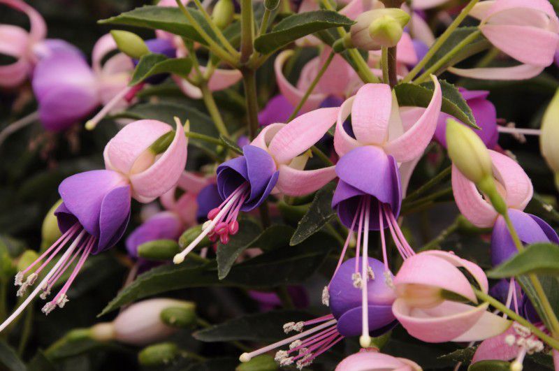 Fuksja stojąca 'Shadow Dancer Carolina' Fuchsia hybrida