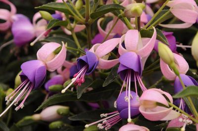 Fuksja stojąca &#39;Shadow Dancer Carolina&#39; Fuchsia hybrida