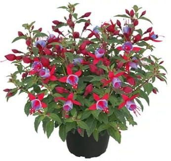Fuksja stojąca &#39;Shadow Dancer Alexa&#39; Fuchsia hybrida
