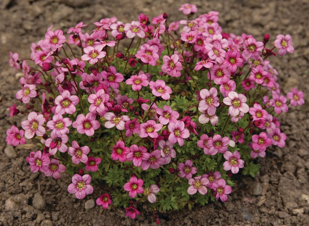 Skalnica &#39;Marto Rose&#39; Saxifraga arendsii