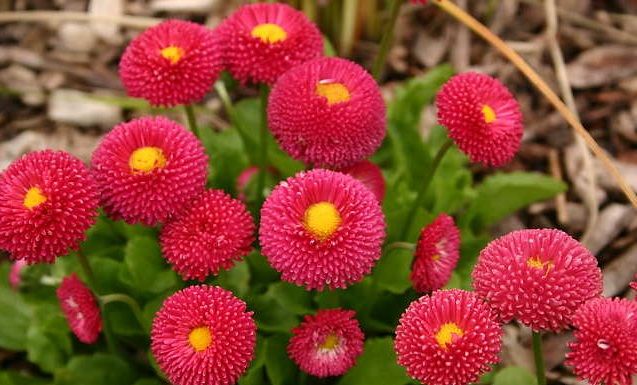 Stokrotka &#39;Tasso Red&#39; Bellis perennis