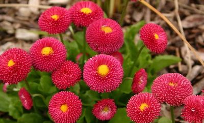 Stokrotka 'Tasso Red' Bellis perennis