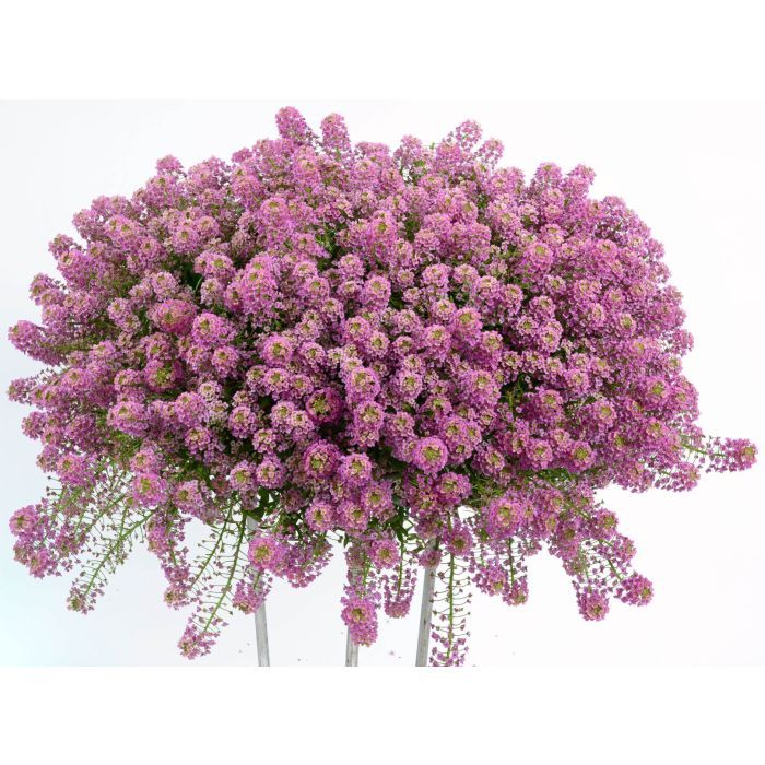 Smagliczka zwisająca truskawkowy krem Lobularia