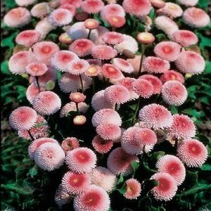 Stokrotka 'Tasso Strawberries &amp; Cream' Bellis perennis