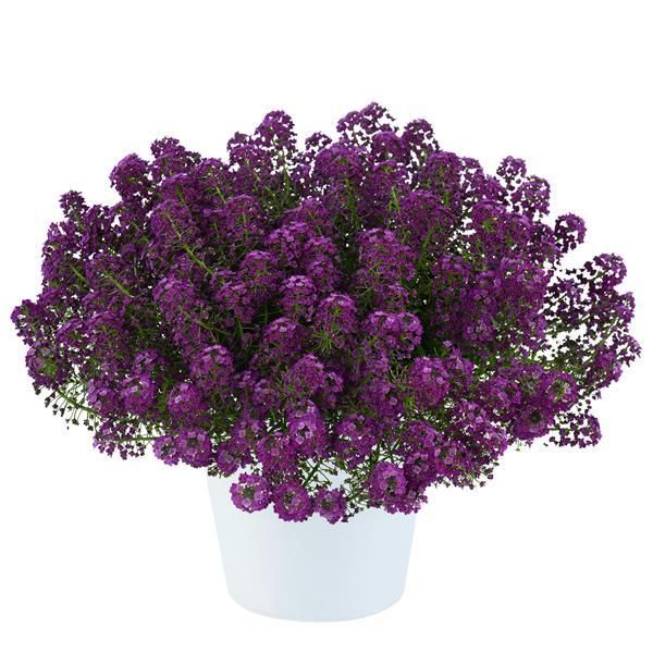 Smagliczka zwisająca &#39;Stream Purple&#39; Lobularia