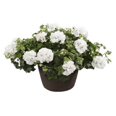 Pelargonia podwójna bluszczolistna zwisająca biała Pelargonium peltatum
