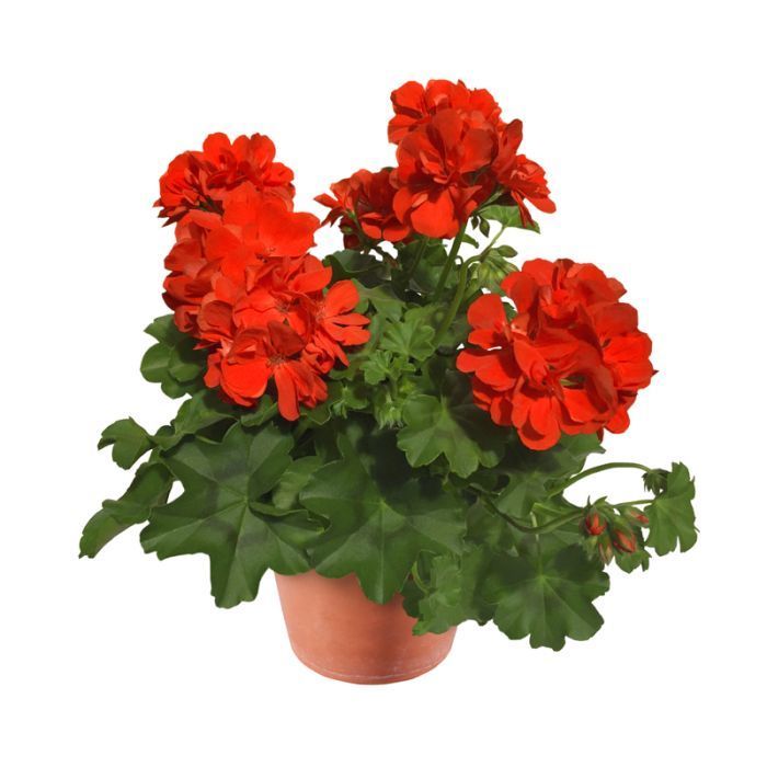 Pelargonia podwójna bluszczolistna zwisająca pomarańczowa Pelargonium peltatum