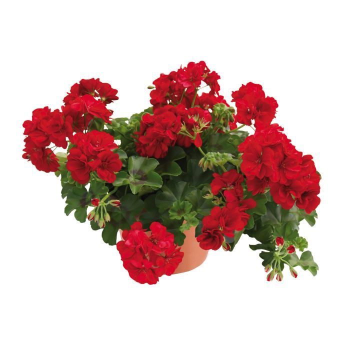 Pelargonia podwójna bluszczolistna zwisająca &#39;Velvet Red&#39; Pelargonium peltatum