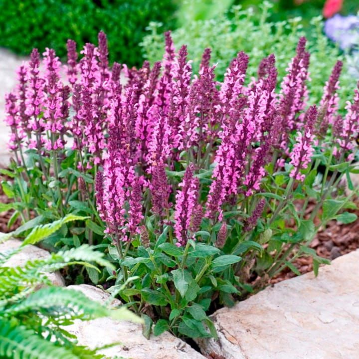 Szałwia omszona &#39;Marvel Rose&#39; Salvia nemorosa