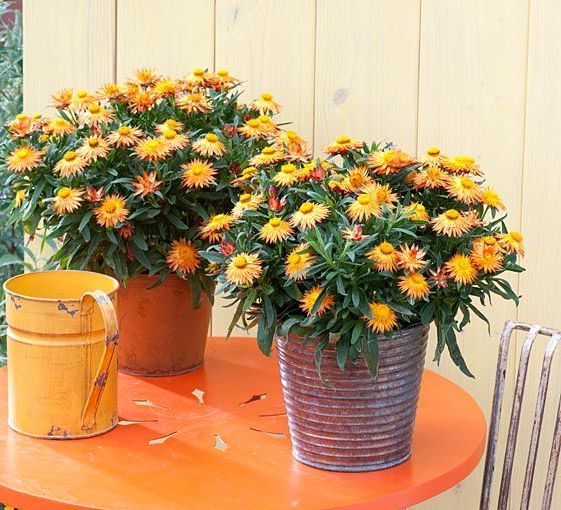 Suchołuska pomarańczowa Sunbrella