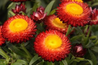 Suchołuska czerwona Sunbrella