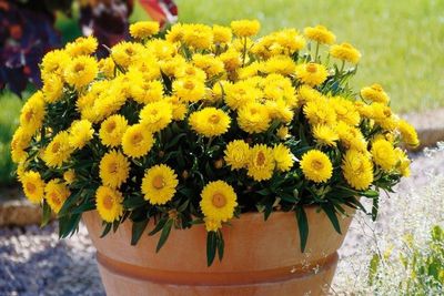 Suchołuska żółta Sunbrella