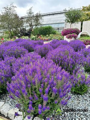 Szałwia omszona &#39;April Night&#39; Salvia nemorosa