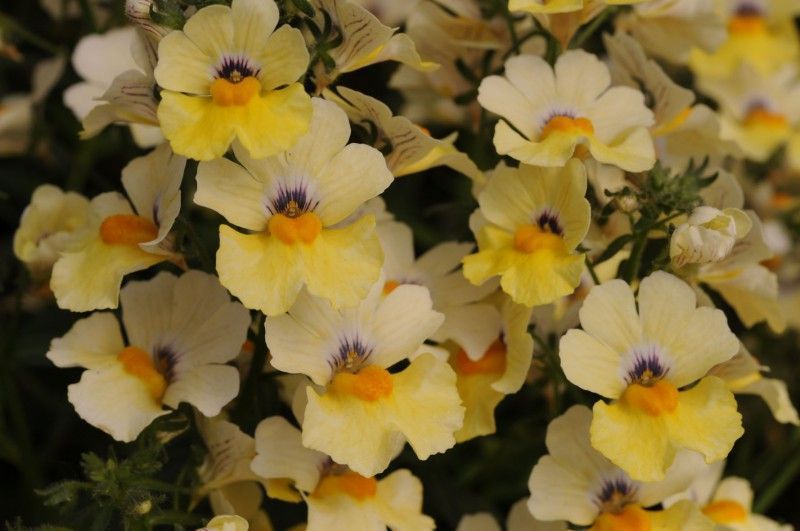 Sunsatia® zwisająca &#39;Little Vanilla&#39; Nemesia