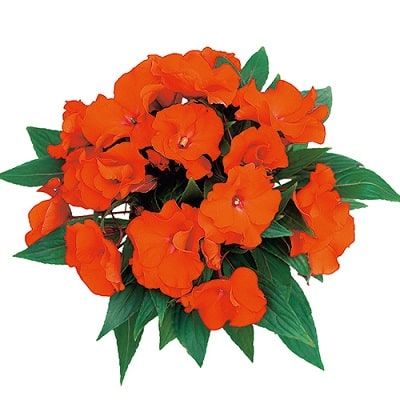Niecierpek nowogwinejski pomarańczowy Impatiens