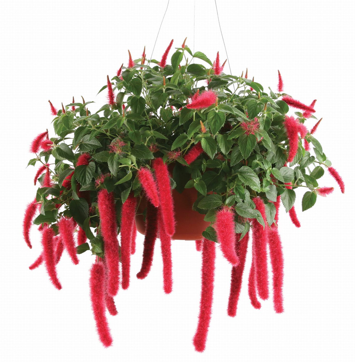 Kocie ogony &#39;Cats Tails&#39; Acalypha