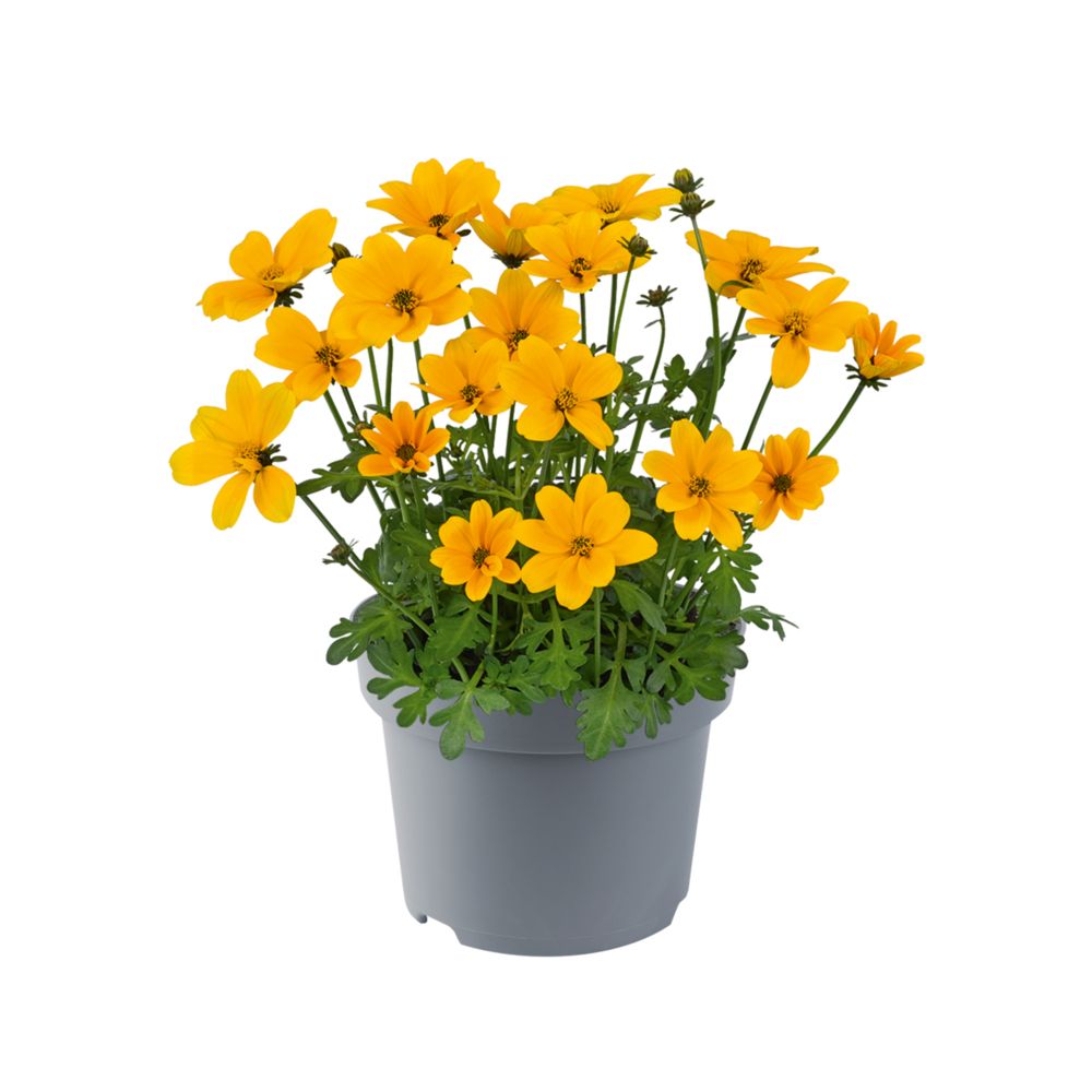 Bidens stojący &#39;Golden Empire&#39;