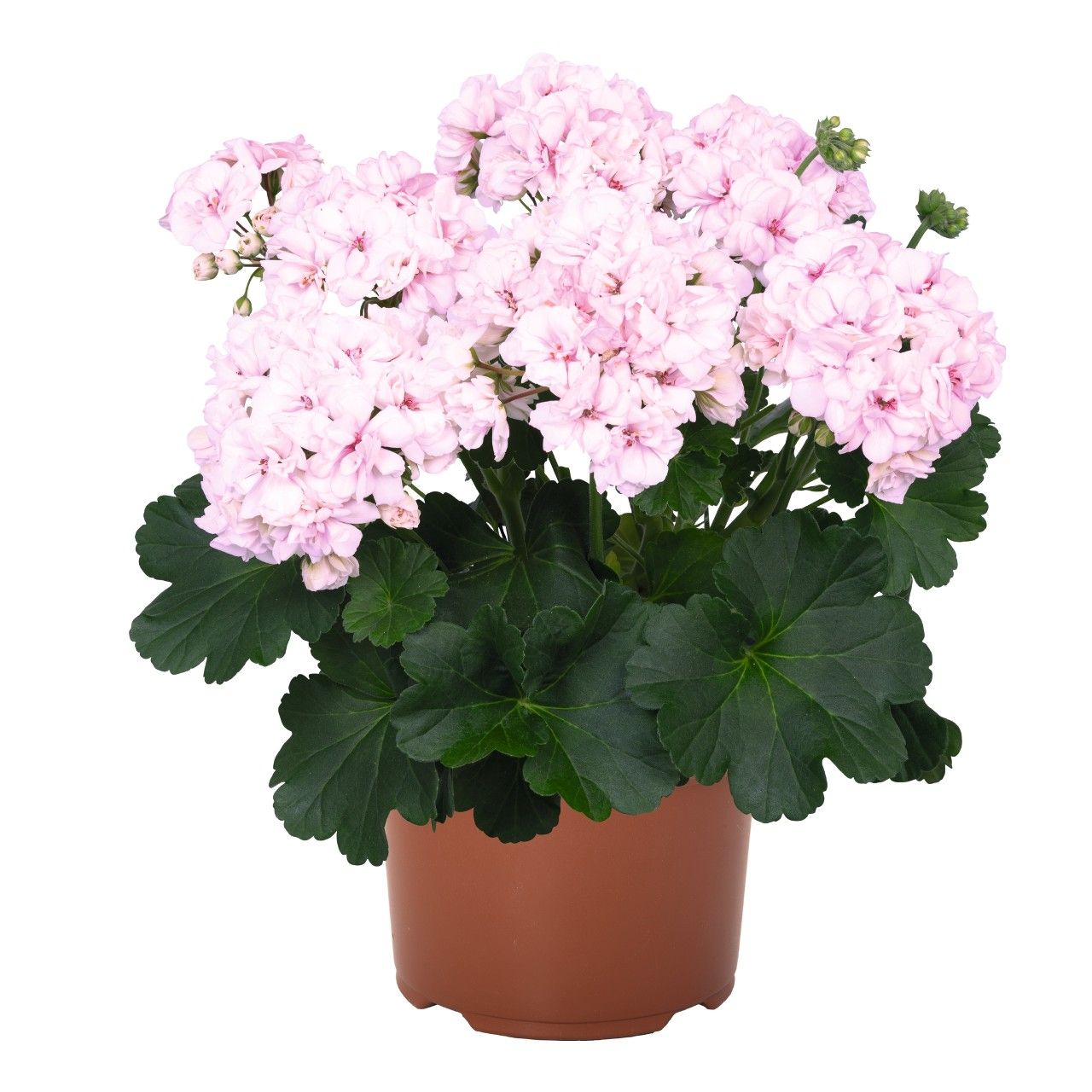 Pelargonia stojąca różana królewski róż Pelargonium zonale