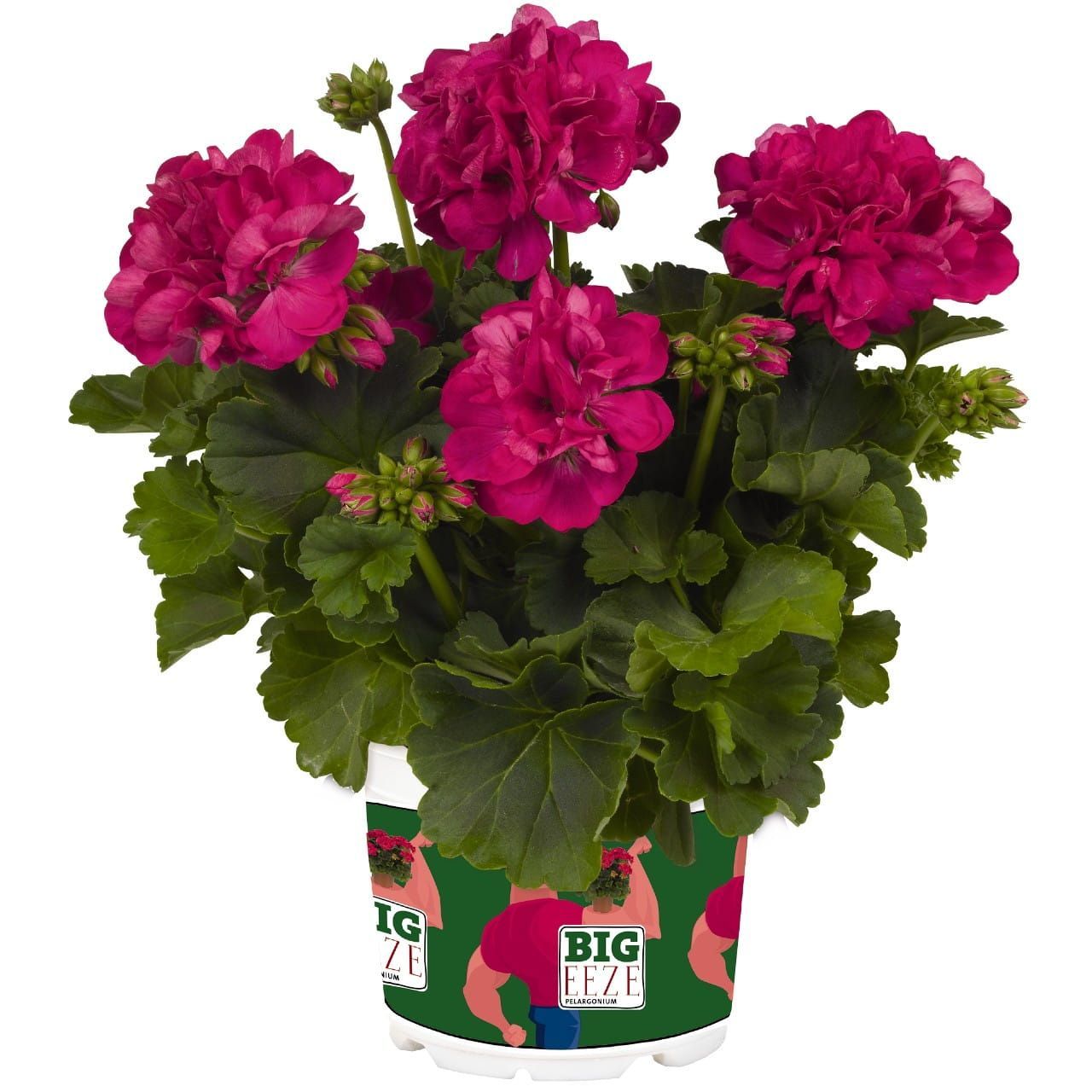 Pelargonia stojąca fuksjowa Pelargonium zonale