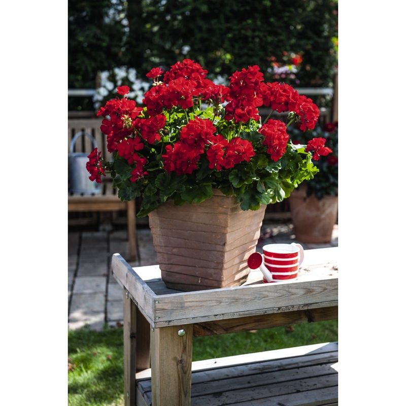 Pelargonia stojąca Flamenco Dark Red Pelargonium zonale