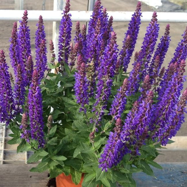 Szałwia omszona &#39;Rianne&#39; Salvia nemorosa
