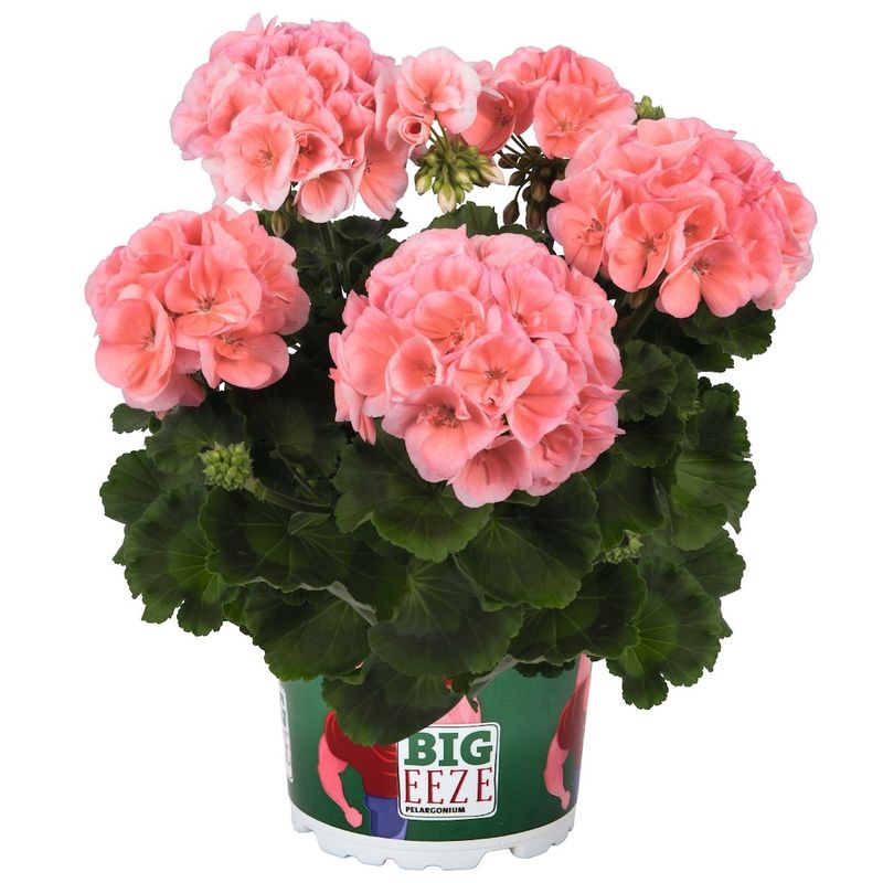 Pelargonia stojąca szampańska Pelargonium zonale