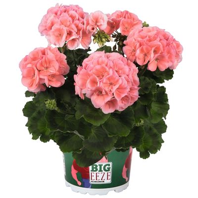 Pelargonia stojąca szampańska Pelargonium zonale