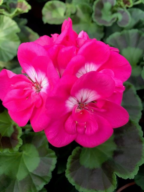 Pelargonia stojąca cukierkowa Pelargonium zonale