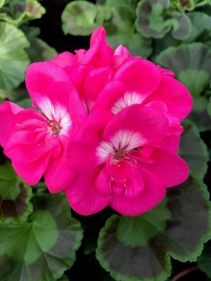Pelargonia stojąca cukierkowa Pelargonium zonale