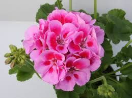 Pelargonia stojąca różowo- czerwona Pelargonium zonale