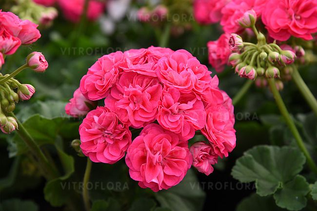 Pelargonia stojąca różana Linda Pelargonium zonale