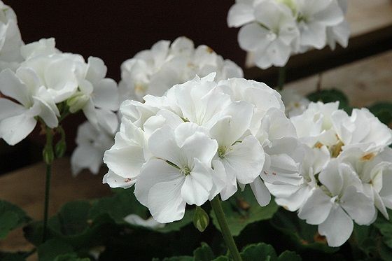 Pelargonia stojąca biała Pelargonium zonale