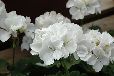 Pelargonia stojąca biała Pelargonium zonale