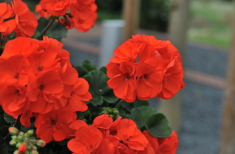Pelargonia stojąca pomarańczowa Pelargonium zonale