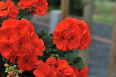 Pelargonia stojąca pomarańczowa Pelargonium zonale