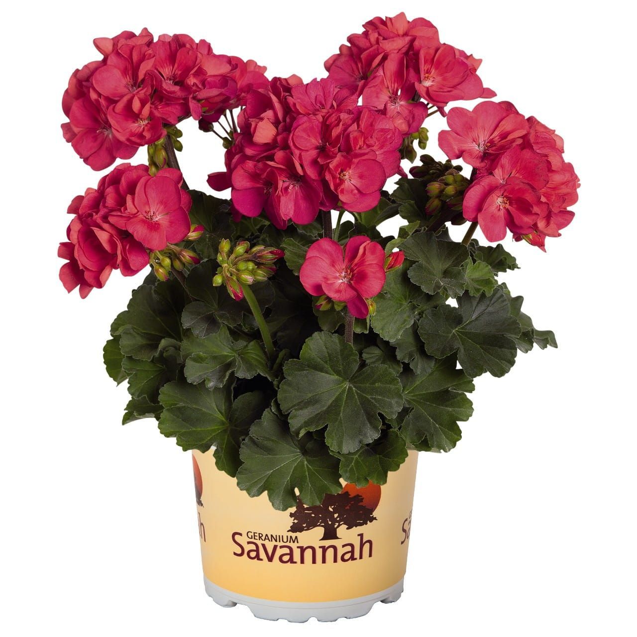 Pelargonia stojąca &#39;Savanah™ Punch&#39; Pelargonium zonale