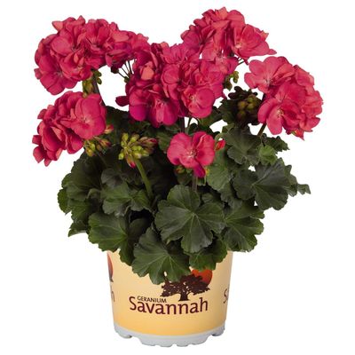 Pelargonia stojąca &#39;Savanah™ Punch&#39; Pelargonium zonale