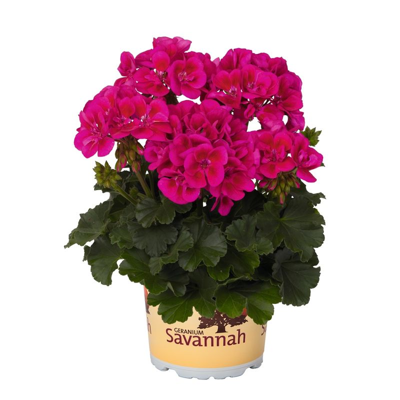 Pelargonia stojąca &#39;Savanah® TexMex Merlot Sizzle&#39; Pelargonium zonale