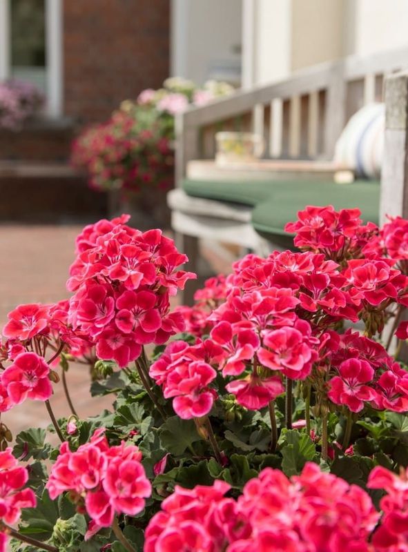 Pelargonia stojąca &#39;Mexico City&#39; Pelargonium zonale