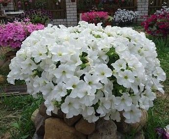 Petunia zwisająca śnieżno biała Petunia hybrida
